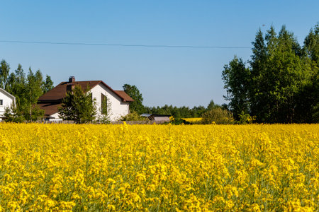 Vast vibrant yellow rapeseed field under a clear blue sky, with a charming house and green trees in the distanceの写真素材