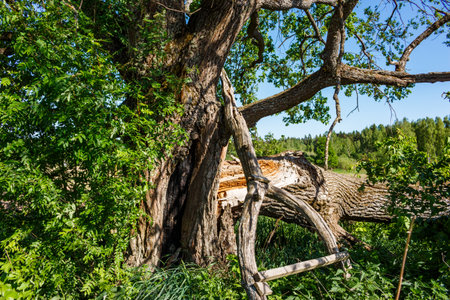 Old two-hundred-year-old oak with a broken branchの写真素材