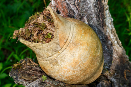Antique ceramic jug filled with fallen leaves lies on a tree, old village jug from central Russiaの写真素材