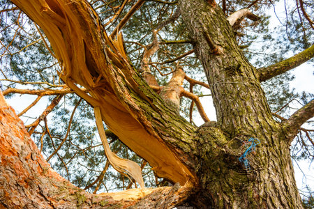 Thick branch of old pine tree broken lengthwise, wood fibers visibleの写真素材