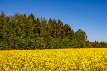 Bright yellow rapeseed field in full bloom under a clear blue sky, with a green forest in the...