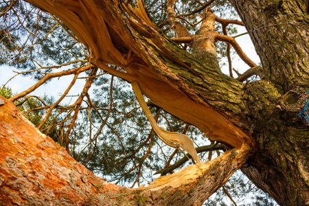 Thick branch of old pine tree broken lengthwise, wood fibers visibleの写真素材