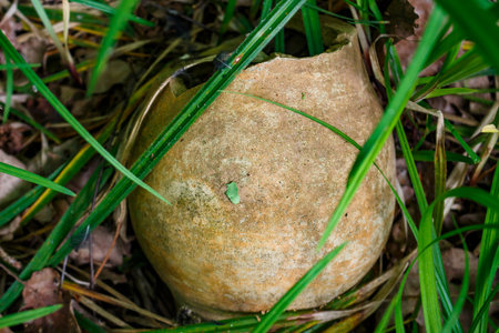Antique clay ceramic jug lying in the grass on the groundの写真素材