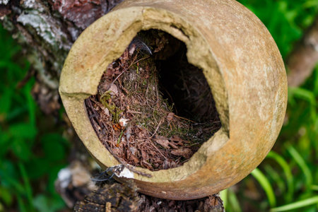 Bird's nest built inside an old broken ceramic jug found in the woodsの写真素材