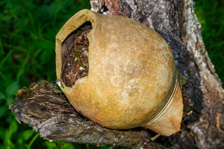 Antique ceramic jug filled with fallen leaves lies on a tree, old village jug from central Russiaの写真素材