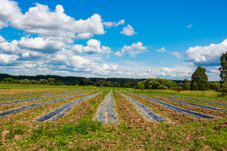 Cultivated field with rows of seedlings under plastic mulch, stretching towards a distant village...
