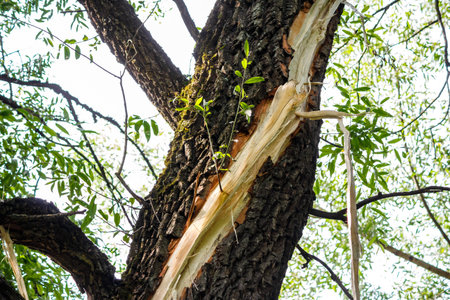 Trunk of a thick willow with a crack after a lightning strikeの写真素材