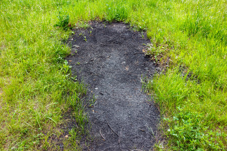 Unovergrown scorched area of ??land, green grass around old fire pitの写真素材
