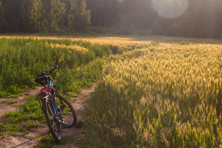 Mountain bike pauses on a dirt trail beside sun-drenched golden wheat, capturing the calm of a summer evening ride: Russia - July 2, 2021のeditorial素材