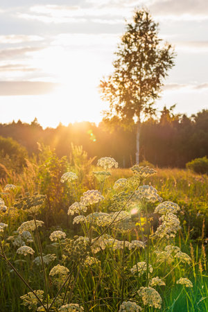 Sun-drenched wild Queen Anne's Lace blooms vividly, back-lit by a stunning golden hour sunburst. A...