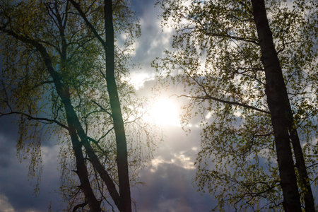 Uplifting view through tree branches towards a dramatic cloudy sky, with a bright sunburst piercing throughの写真素材