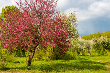 Pink crown of blooming apple tree in spring in the garden, colorful natural landscape