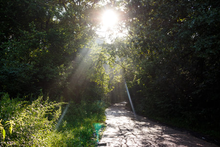 An old road running under a dense canopy of trees, with sunlight filtering through.