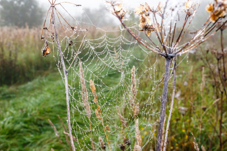 Web covered with water drops in a fieldの写真素材