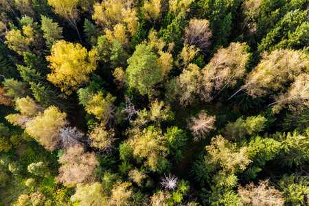 Treetops in a mixed autumn forest, aerial view