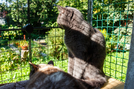 A gray cat looks out through the fence of a cat balcony at the surrounding yardの写真素材