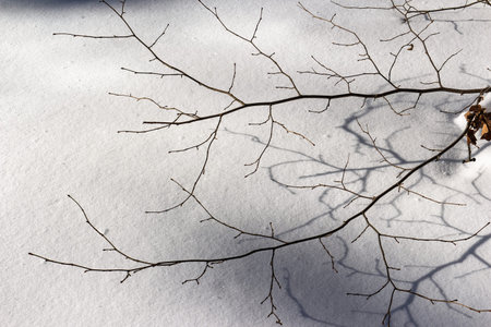 Intricate dark tree branches cast sharp shadows across a bright, textured white snow blanket in a stark winter sceneの写真素材