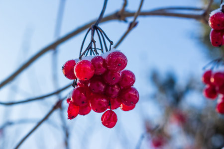 Winter's fiery gems: glistening red viburnum berries cloaked in fresh snow. A vivid burst of color against a serene blue sky on a frosty dayの写真素材