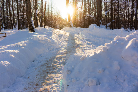 Sunny winter path cleaving through deep snowbanks in a quiet woodland. Golden light bathes the...