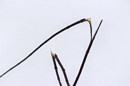 Delicate broken twigs against a stark white snow, minimalist nature composition, sharp contrast, raw...