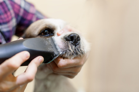 Hairdresser mows dog fur on the muzzle with a trimmer.