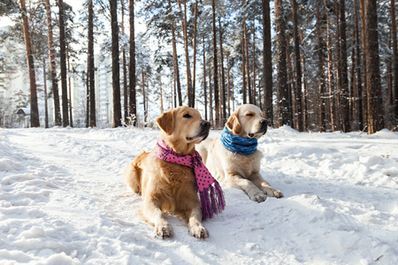 Portrait of two dogs in the snow in the park. Two golden retriever.  Pink and blue scarfの写真素材