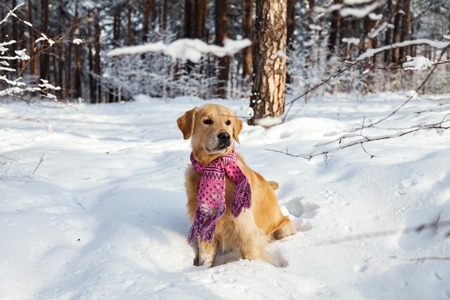 Portrait of a dog on the snow in the park. Golden retriever. Clothes for dogs. Pink scarfの写真素材