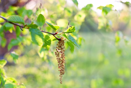 Spring. Birch twig with catkins against blue sky backgroundの写真素材