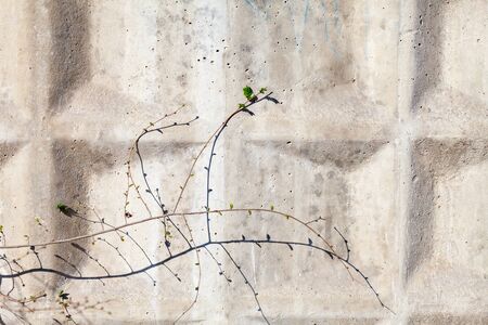 Tree struggling to grow on a concrete wallの写真素材