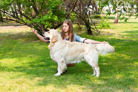 Young girl showing dogs exterior. Golden Retriever and the owner on green grass outdoors in summer.