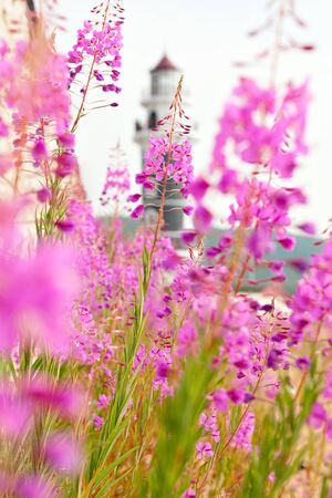Lighthouse on the coast of Lake Baikal. Resort Goryachinsk, Siberia. Russia. View of lighthouse through the flowers Purple Alpine Cyprus.の写真素材