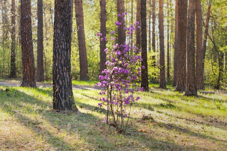 The purple flowers in forestの写真素材