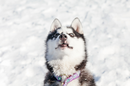 Cute husky dog on snowの写真素材