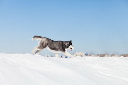 Cute husky dog on snowの写真素材