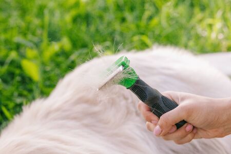 Woman combs Golden Retriever dog with a metal grooming comb.の写真素材