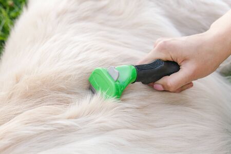 Woman combs Golden Retriever dog with a metal grooming comb.