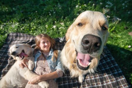 selective focus beautiful girl hugs two golden retriever and smiling sitting on a meadowの写真素材