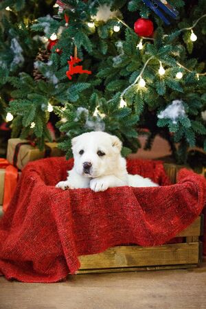 Adorable puppies of the Central Asian shepherd under the Christmas tree at home in the new yearの写真素材