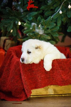 Adorable puppies of the Central Asian shepherd under the Christmas tree at home in the new year