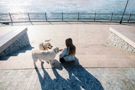 Rear view of a beautiful girl and her dogs on a morning walk with two golden retrievers.