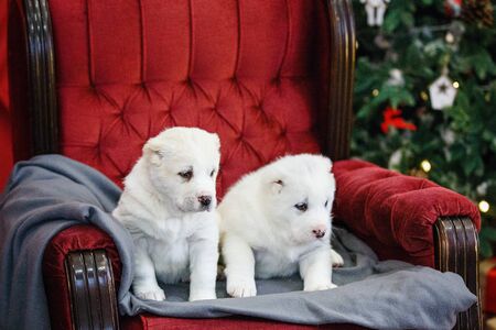 Little adorable white puppy, Central Asian shepherd dog on a red luxurious couch in the New Year.の写真素材