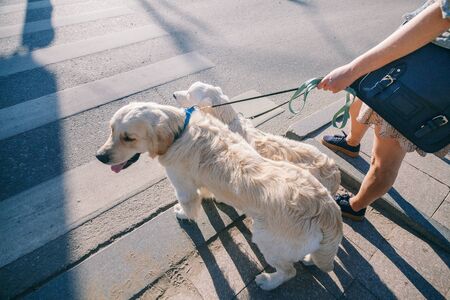 Portrait of a girl with two golden retriever dogs in a park with sunsetの写真素材