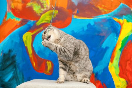 Playful scottish fold cat on the background of a colored blue wall. Gray scottish fold cute cat closeupの写真素材