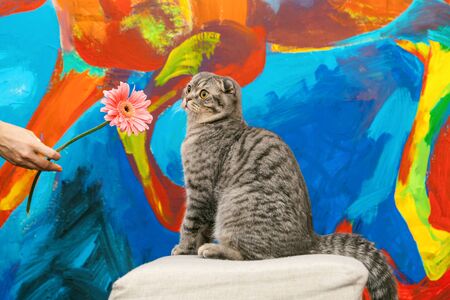 Surprised Scottish fold cat on a background of a colored blue wall. Gray scottish fold cat close-up. Big yellow eyes. Copy space.の写真素材