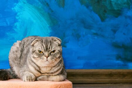 Displeased Scottish fold cat on the background of a colored blue wall. Gray scottish fold cat close-up. Displeased expression of the muzzle. Copy space.の写真素材