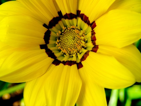 Flowerの写真素材