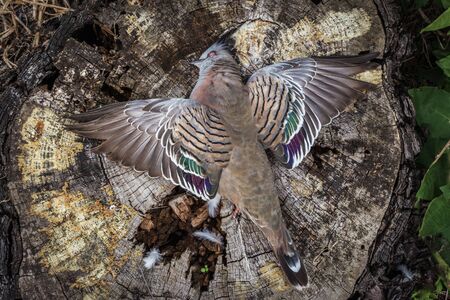 Beautiful Dead Doveの写真素材