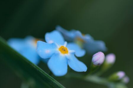 Forget-me-notの写真素材