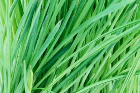 Green grass abstract backgroundの写真素材