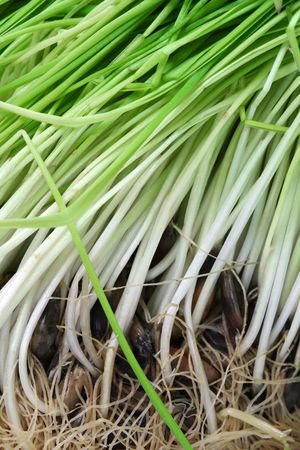 Oat seeds, roots and blades. Ground viewの写真素材